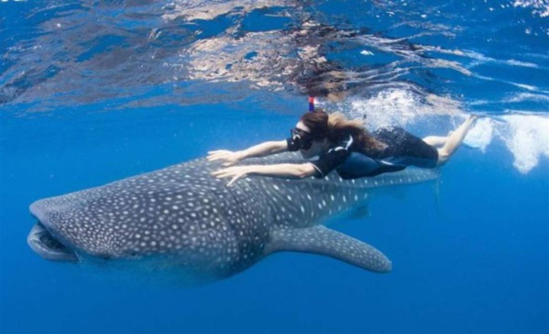 4. El Tiburón Ballena: Uno de los visitantes más frecuentes de Utila es el pez más grande del mundo, que disfruta de las cálidas aguas de la isla desde marzo a octubre. Los buzos realizan excursiones frecuentes para intentar tener un encuentro cercano con el gigantesco pero 'amigable' tiburón.