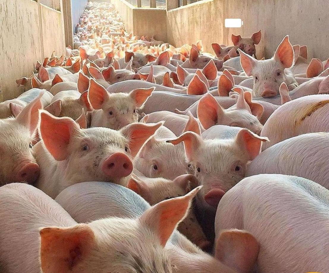 1 - Al ser un país musulmán tampoco encontraremos cerdo en el menú.