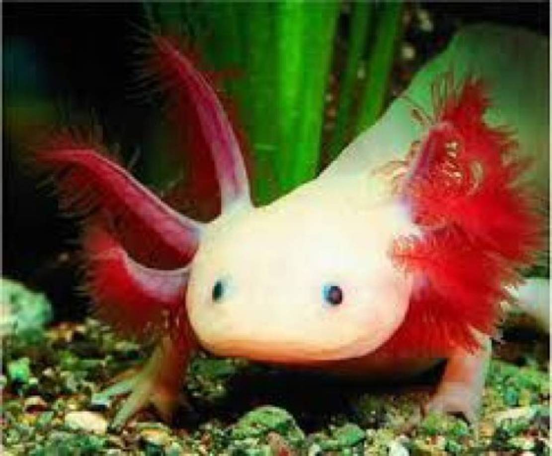 El ajolote tiene la apariencia de un renacuajo gigante con patas y cola. Tiene tres pares de branquias, las cuales salen desde la base de su cabeza y van hacia atrás, ojos pequeños, piel lisa y patas cuyos dedos son finos y puntiagudos, pero que no desarrollan uñas. Se alimenta de peces y de langostas. En la imagen, un ajolote albino.<br/>