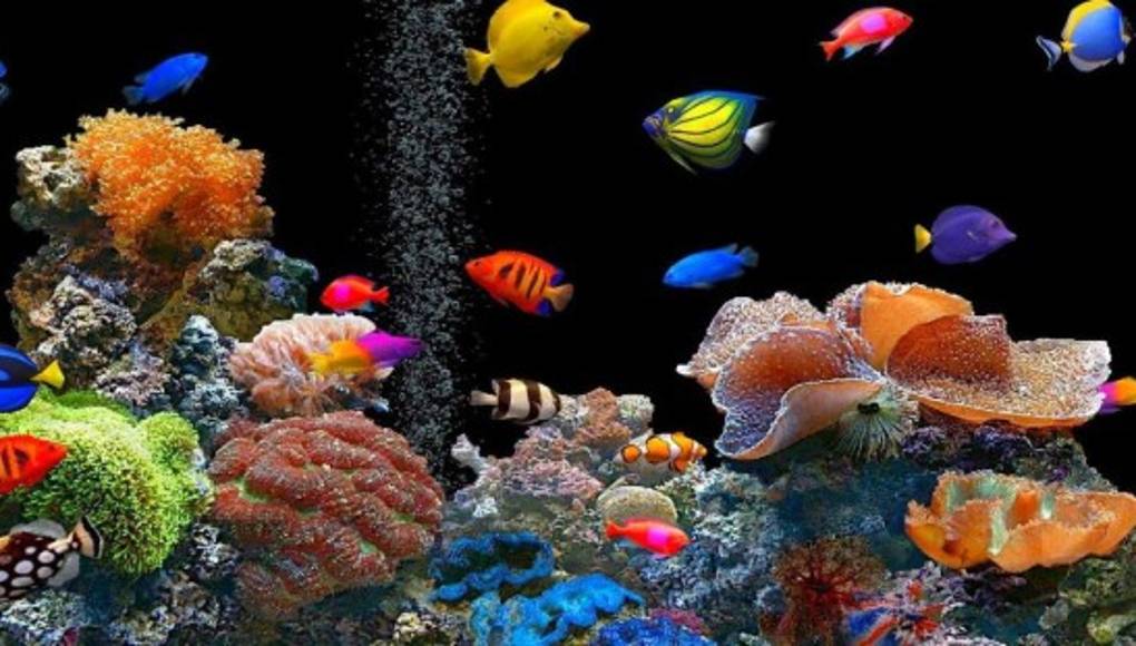 Los acuarios mejoran el bienestar físico y mental de quien los observa