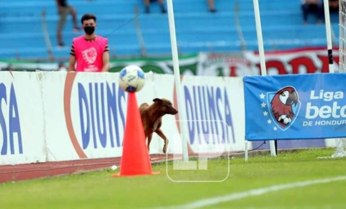 'Firulais' hizo que el clásico se detuviera por unos segundos mientras cruzaba la cancha.