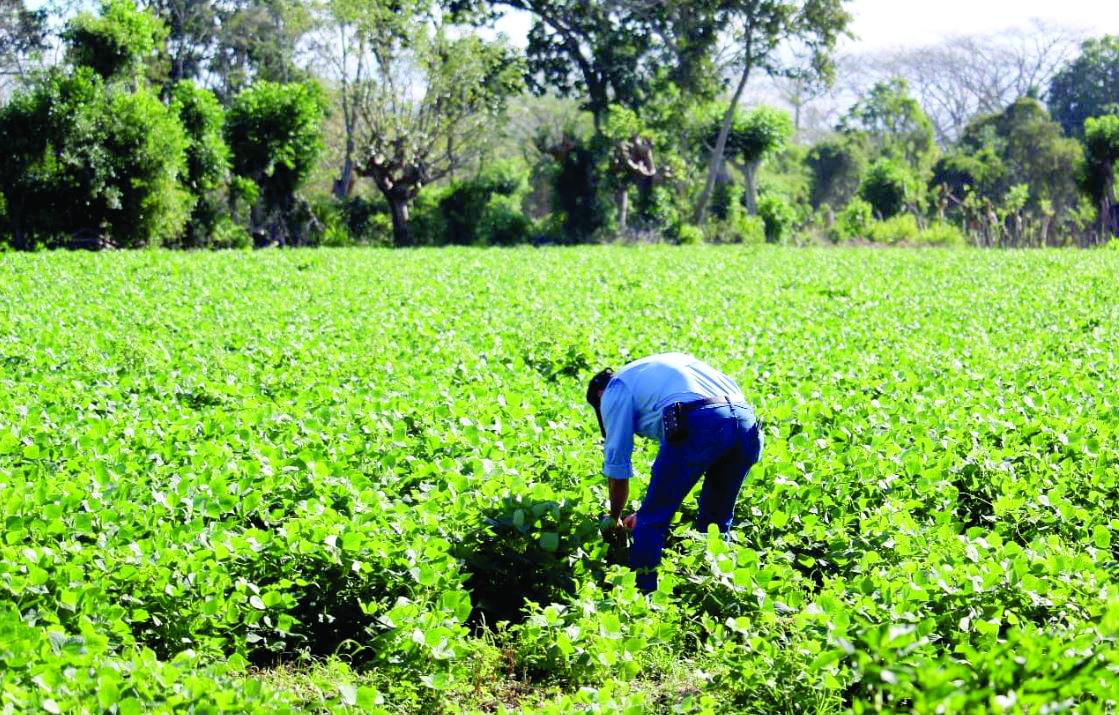 En un panorama alentador, el BM prevé que los precios de los fertilizantes caigan un 22% en 2024 y un 6% en 2025, no obstante, estas perspectivas podrían ser afectadas por conflictos geopolíticos.