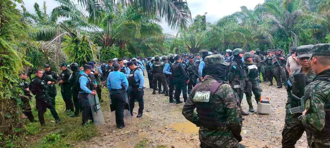 Recuperan fincas de palma africana en Atlántida