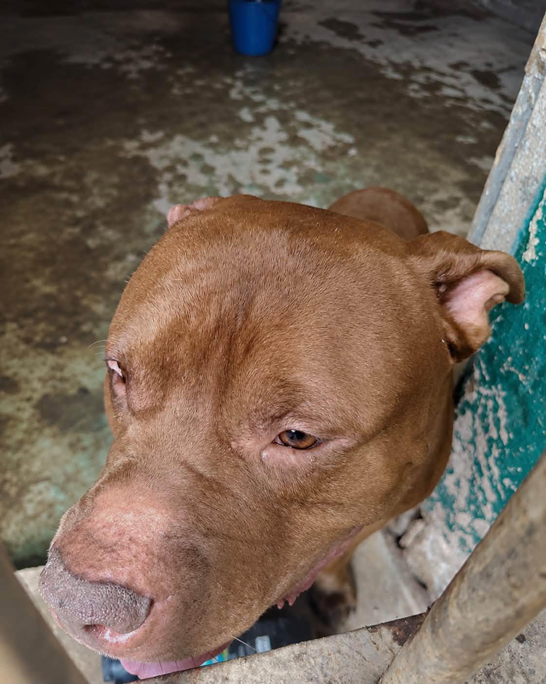 Zeus, perro que mató a su dueño, halló adoptante en Tegucigalpa