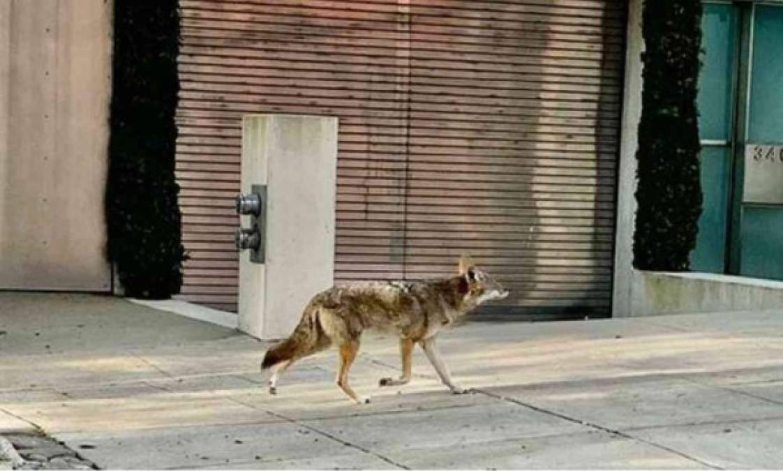 Este coyote recorre las calles de San Francisco, aprovechando el aislamiento por cuenta de la pandemia que afecta al mundo.