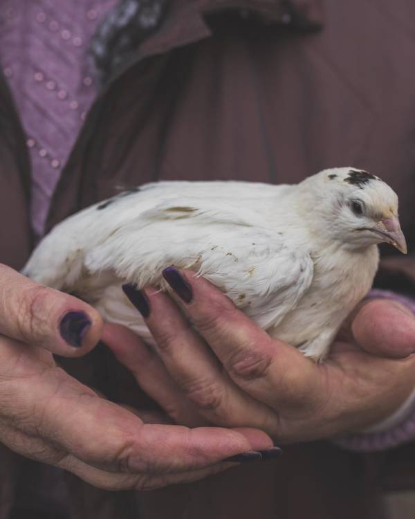 La gran preocupación” es que al “infectar a patos y pollos y cada vez a más mamíferos, este virus evolucione”.