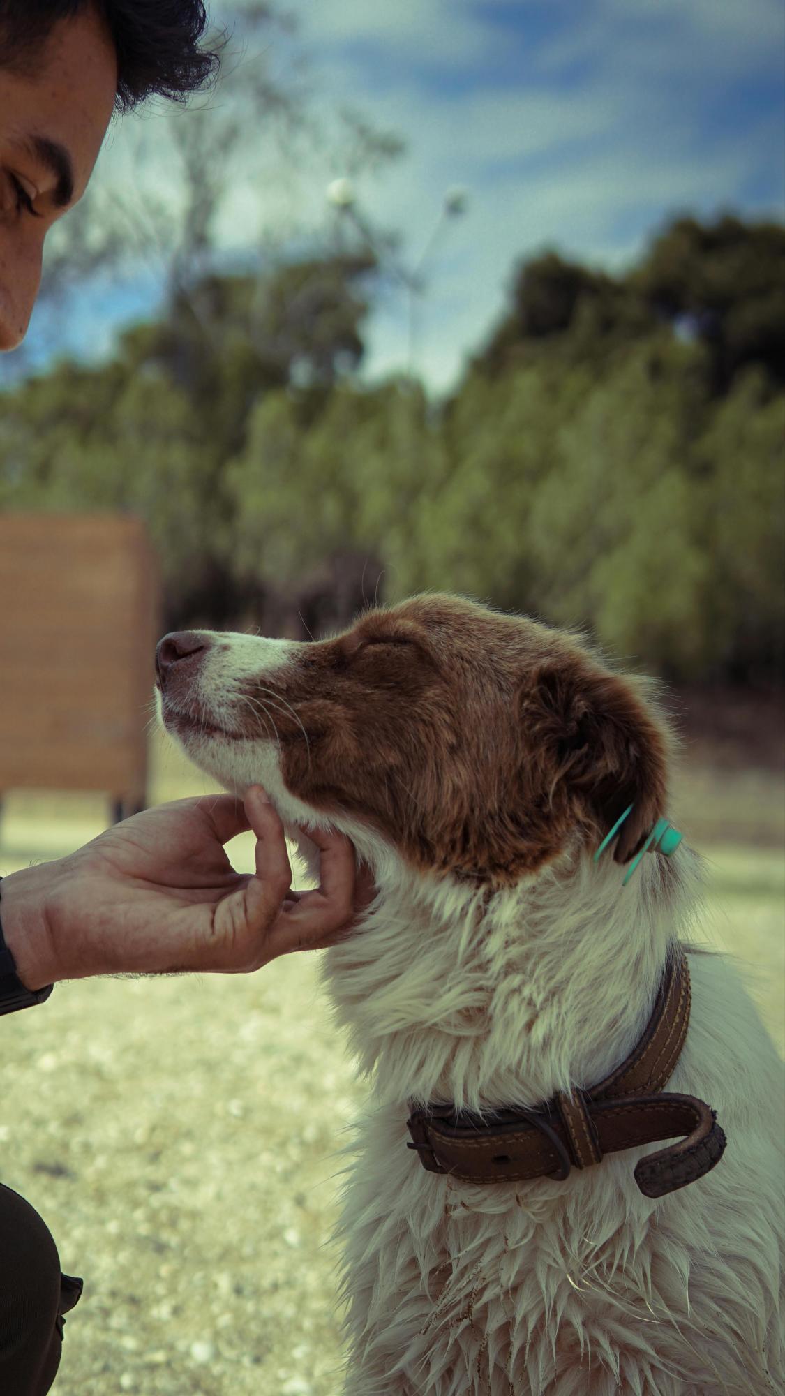 Mascotas adoptadas en pandemia llegan a la mediana edad: señales de envejecimiento