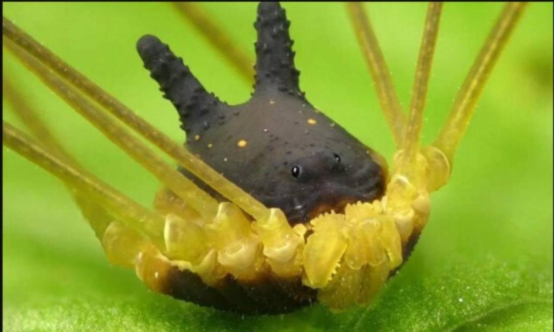 Científicos detallaron que se trata de una especie llamada Metagryne bicolumnata, una araña que habita en el Amazonas y pertenece a la familia de arácnidos conocidos como opiliones, segadores o patonas.
