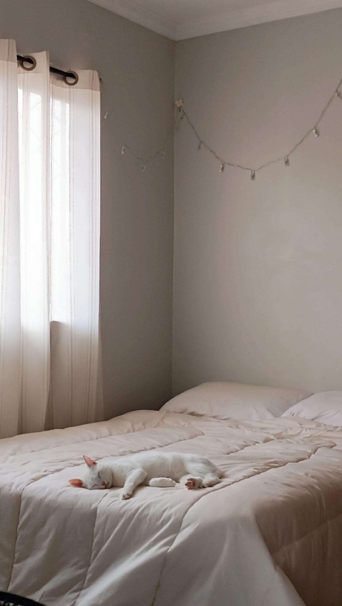 Riesgos y beneficios para los humanos de dormir con las mascotas