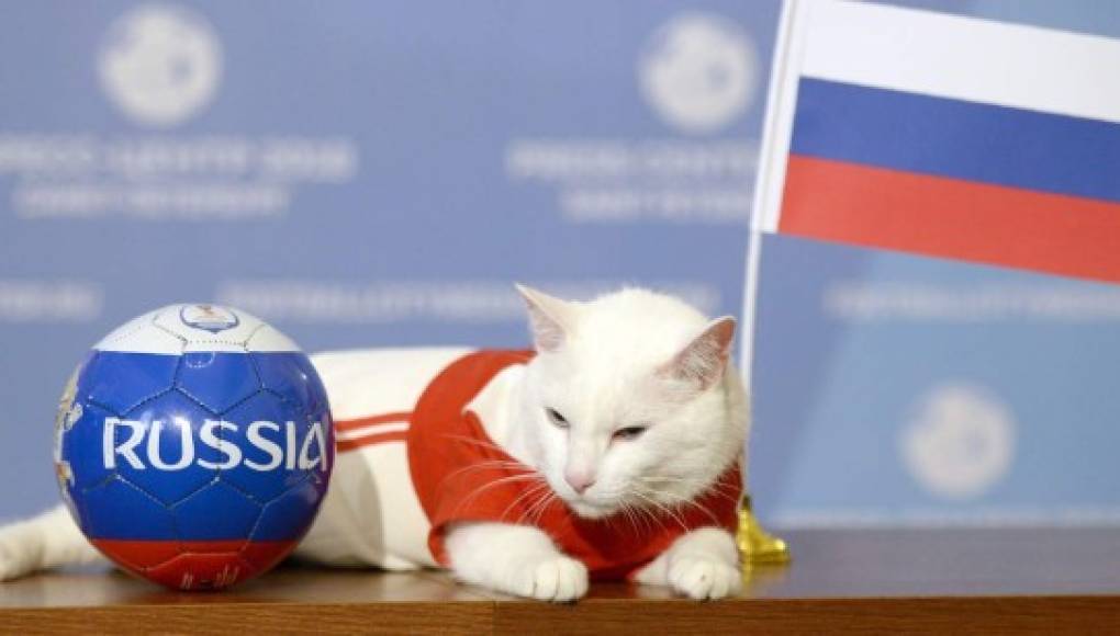 El gato Aquiles predice que Rusia ganará en su debut mundialista