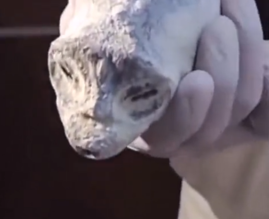 Criticó que a la fecha el Pentágono no permite que se profundicen las investigaciones sobre la materia, aunque recordó que se aprobó una ley de desclasificación controlada que plantea que para 2024 la ciudadanía tendrá que estar preparada para aceptar la presencia de entidades no humanas en nuestro mundo.