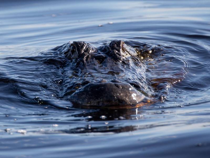 Los ataques de caimanes y cocodrilos son recurrentes en Florida, Estados Unidos.