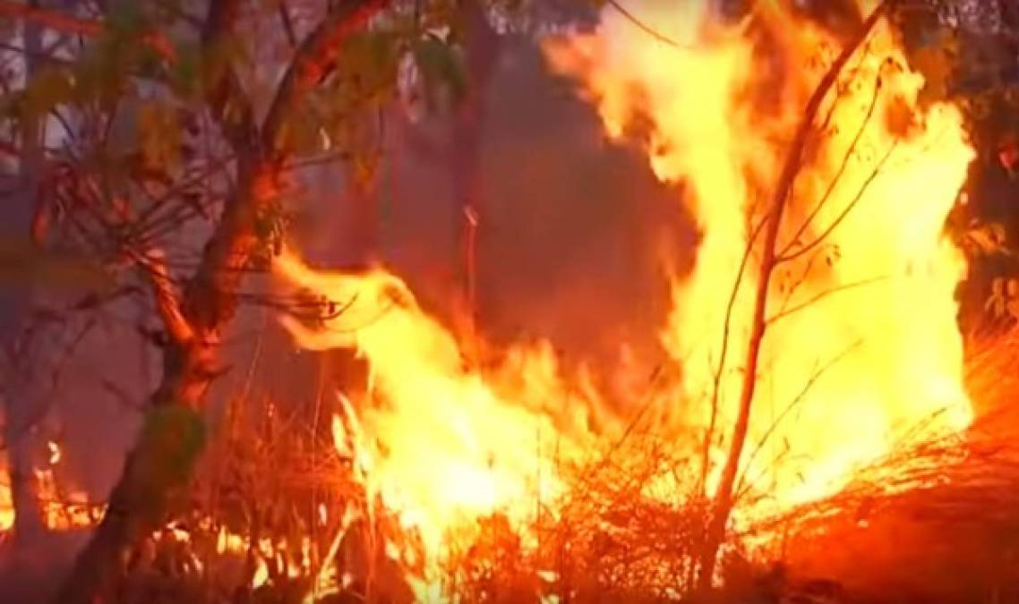 Impactantes imágenes compartidas en redes sociales, muestran el pulmón del planeta ardiendo en llamas.