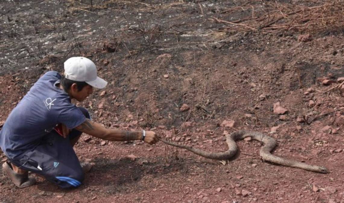 El fuego ha consumido varias hectáreas de bosque y ha calcinado varias especies de la región.