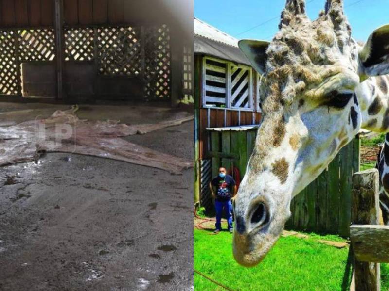 La necropsia realizada por autoridades hondureñas y encabeza el Instituto de Conservación Forestal (ICF) reveló la causa de muerte de la querida jirafa Big Boy del zoológico Joya Grande.