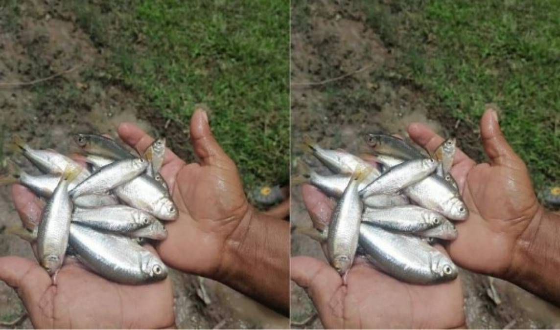 No existen, hasta ahora, pruebas científicas que describan el acontecimientos. Expertos consideran que la lluvia podría ser provocada por un fenómeno metereológico que hace que los peces abandonen los riachuelos cercanos, pero no puede explicarse cómo llegan tan lejos y por qué ocurre cada año.