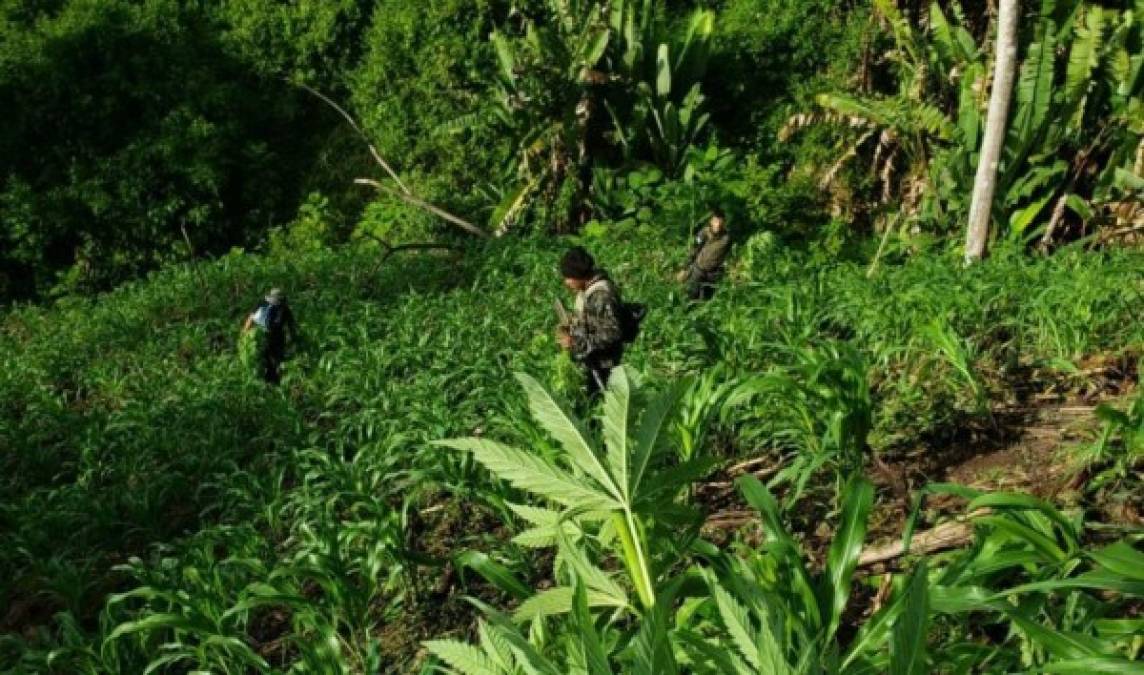 Ocultas entre milpa de maíz hallan 2,000 plantas de marihuana en Honduras