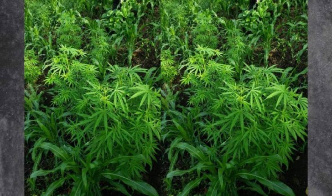 Ocultas entre milpa de maíz hallan 2,000 plantas de marihuana en Honduras