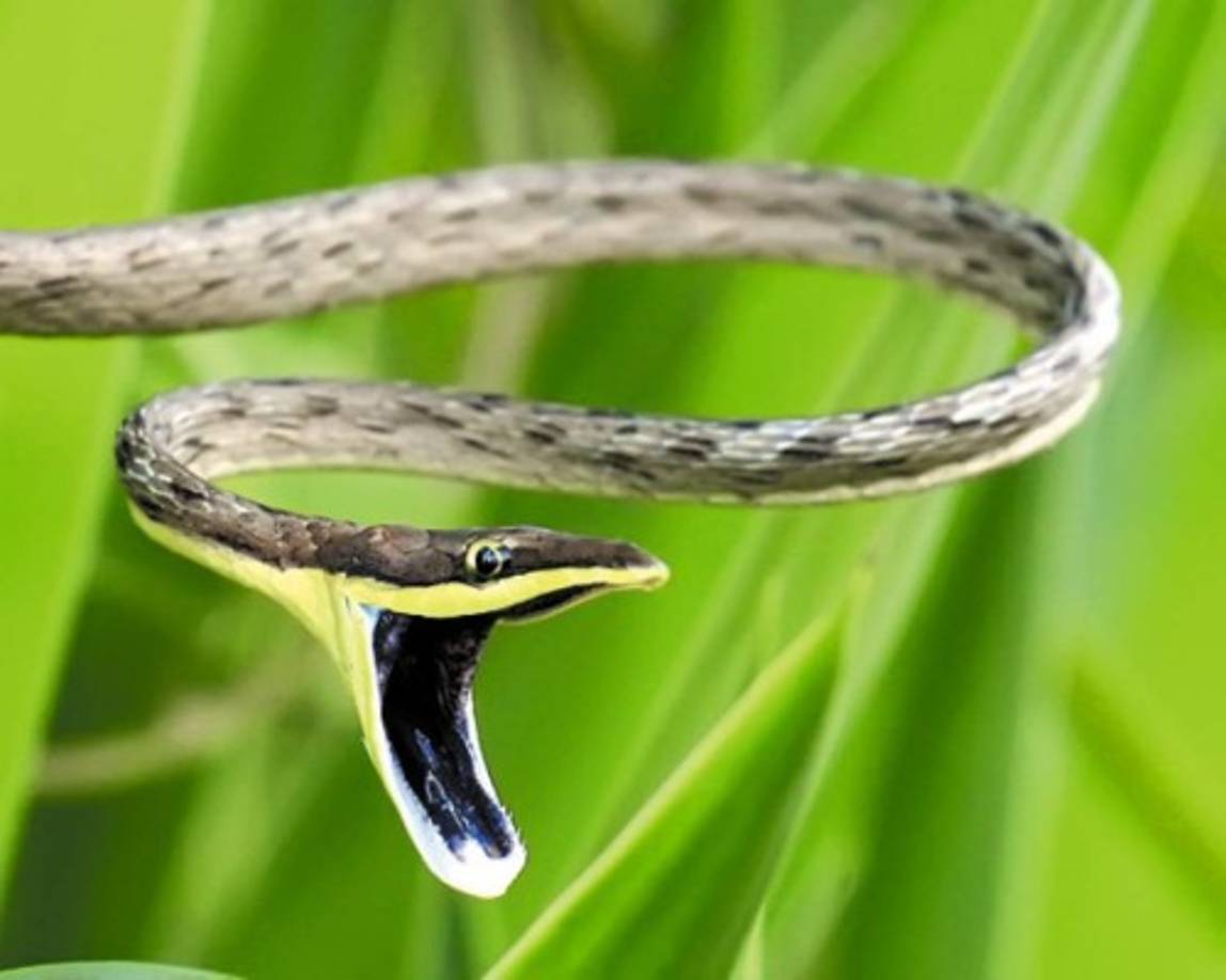 A una altura de entre los 1,500 y 2,450 metros sobre el nivel del mar se encuentra el Parque Nacional Cusuco, considerado el corazón de la montaña de El Merendón. Una característica de este lugar es la enorme biodiversidad que encierra.