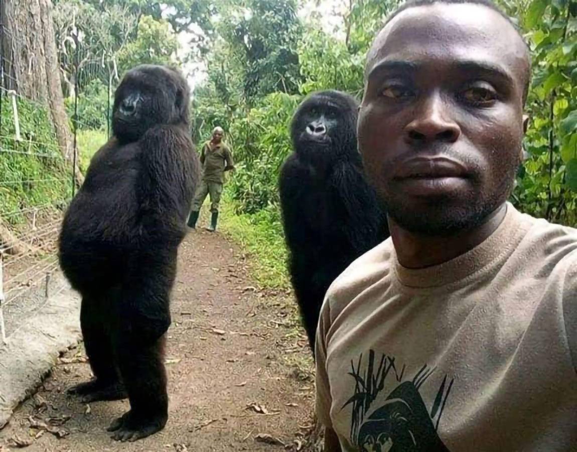 Muere Ndakasi, la gorila que se viralizó por una “selfie” en un parque de África