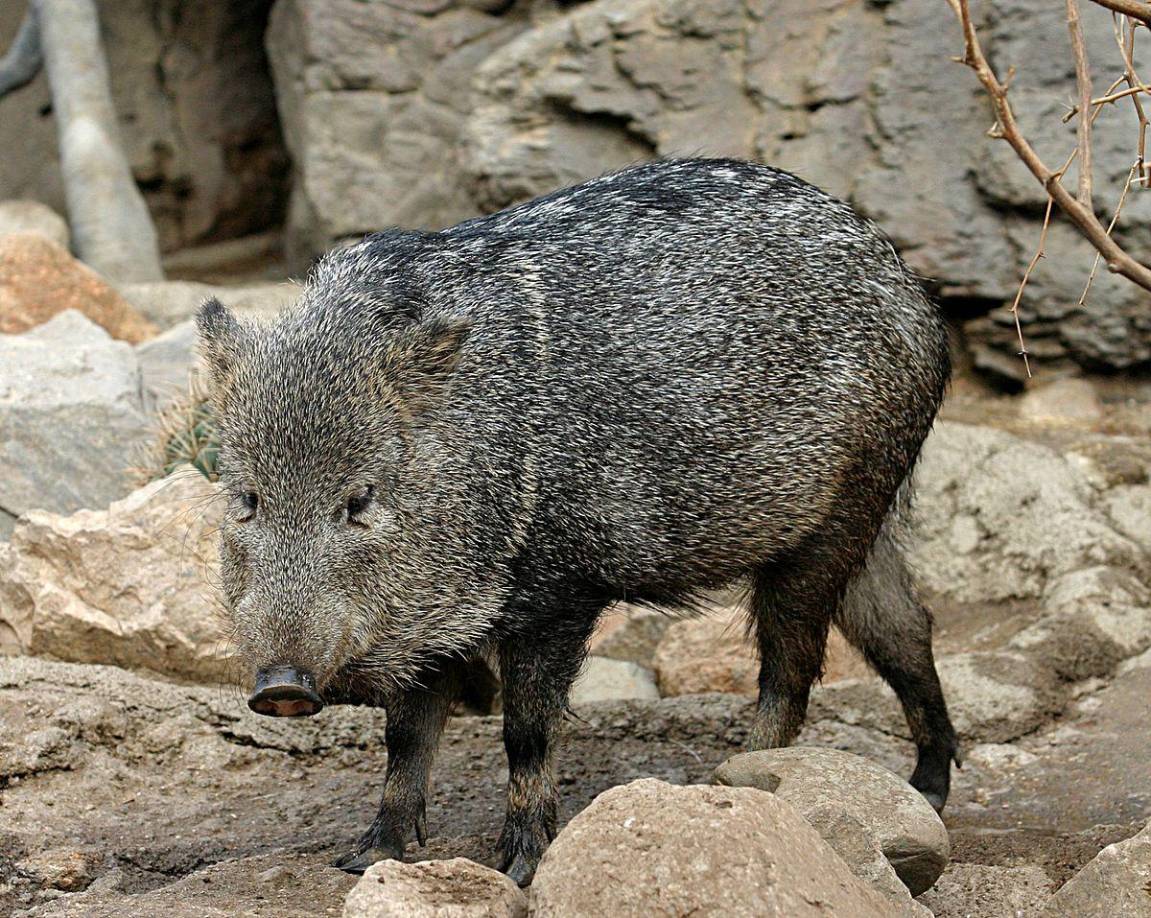 Chancho de monte (pecari tajacu) muy perseguido por su carne. Es común verlo en el Cusuco y la sierra del Merendón