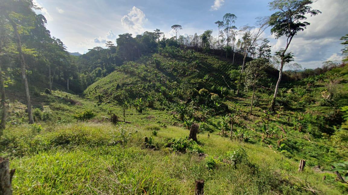Incautan 560,000 arbustos de hoja de coca y químicos para fabricar drogas en Olancho
