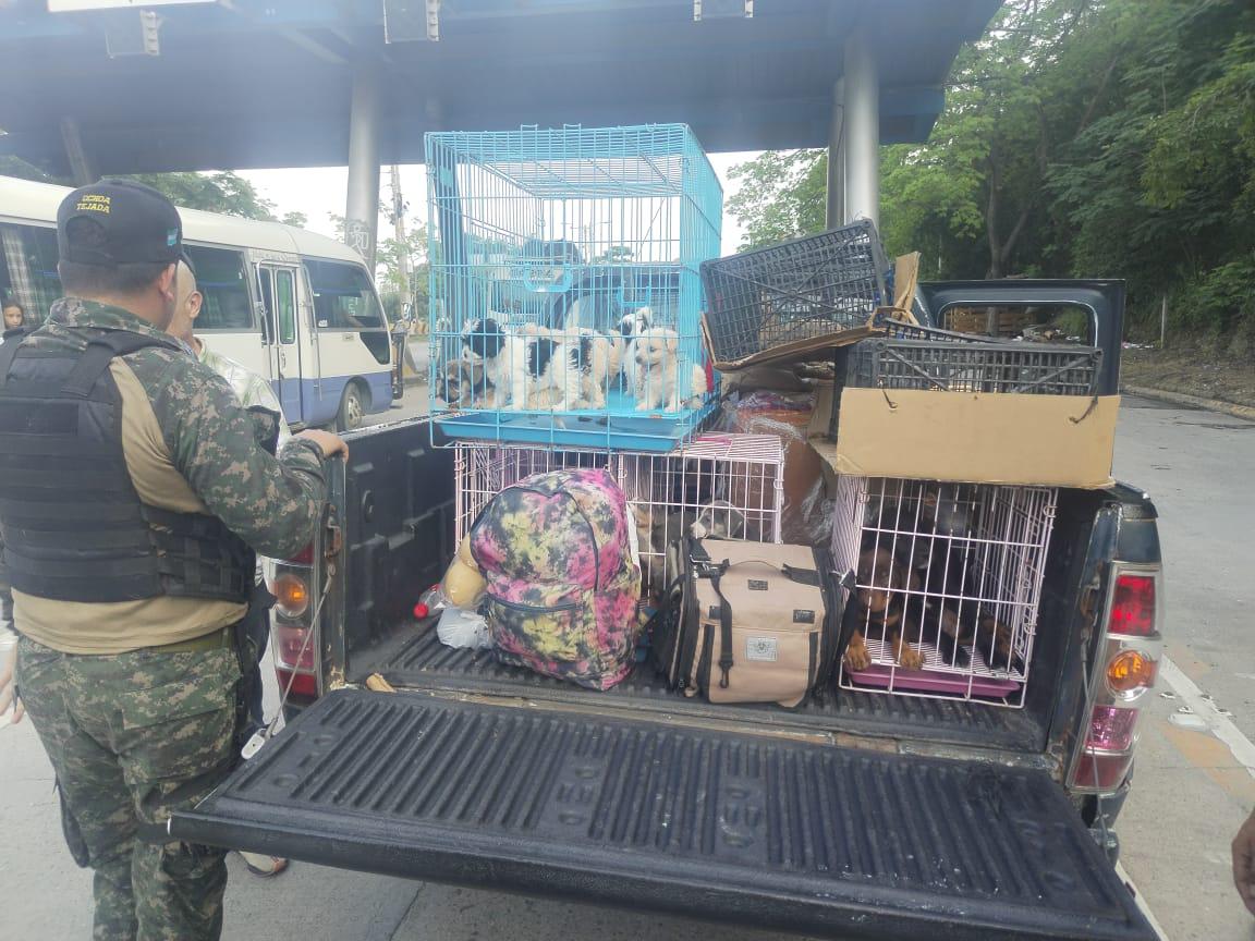 En bus de lujo llevaban 21 perros y gatos de contrabando en SPS