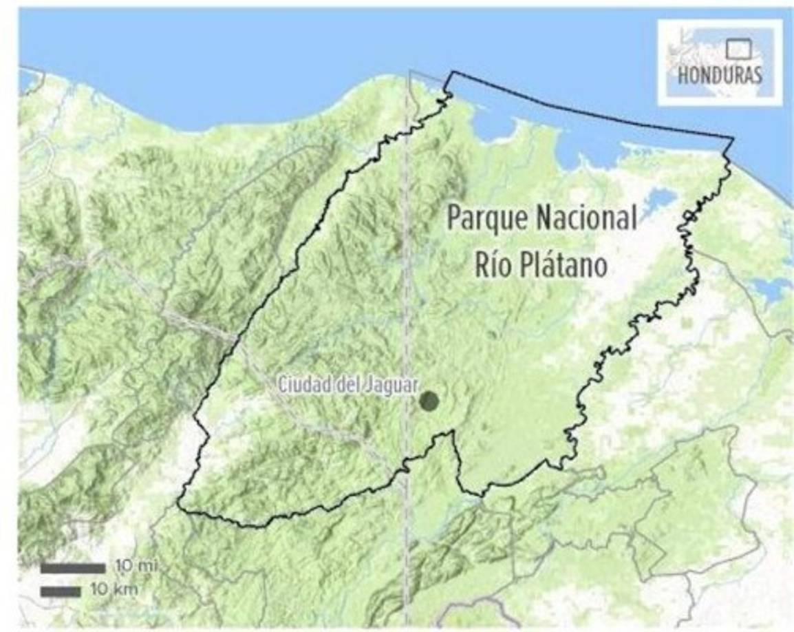 Los extensos bosques de La Mosquitia y de la Cordillera Nombre de Dios ofrecen el hábitat que esta especie necesita, incluyendo abundantes especies presa y refugio.