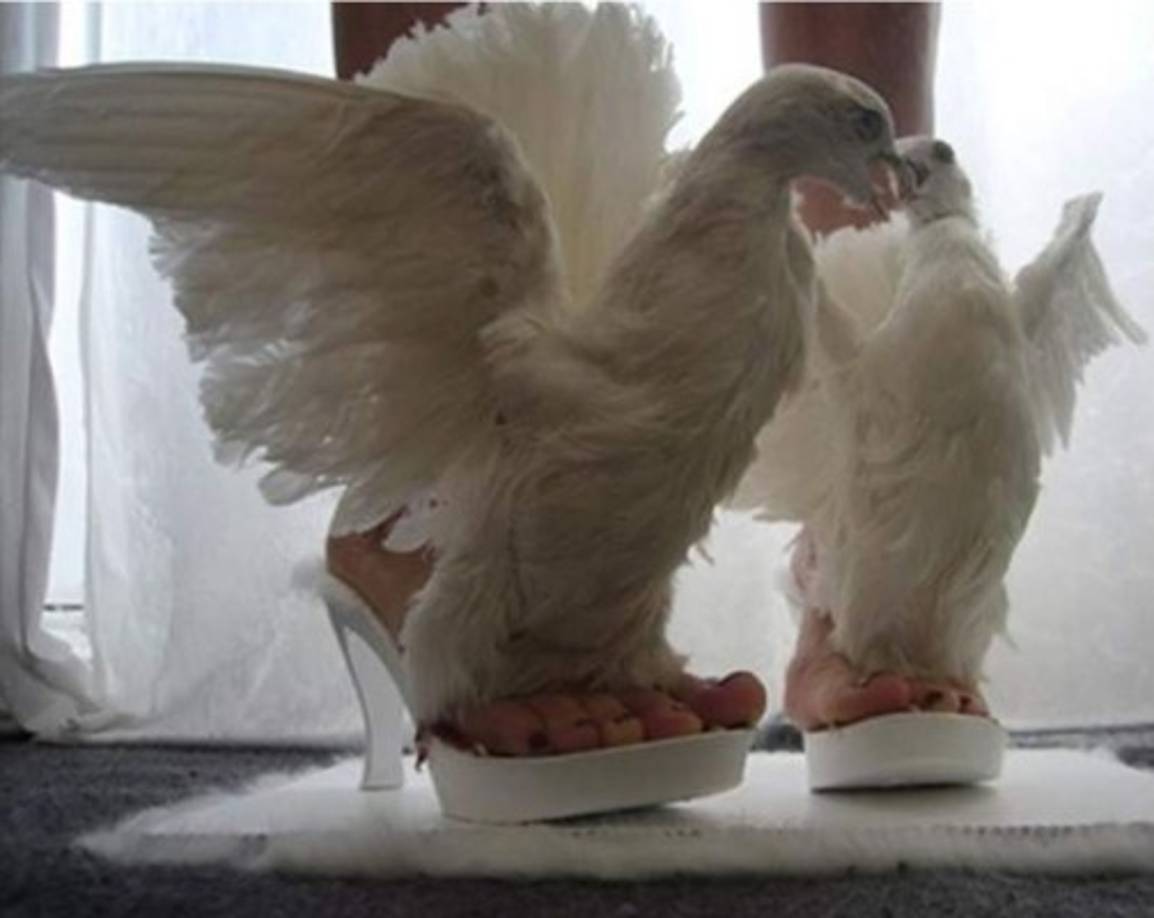 ¿Te atreverías a usar zapatos con diseños de gallina?