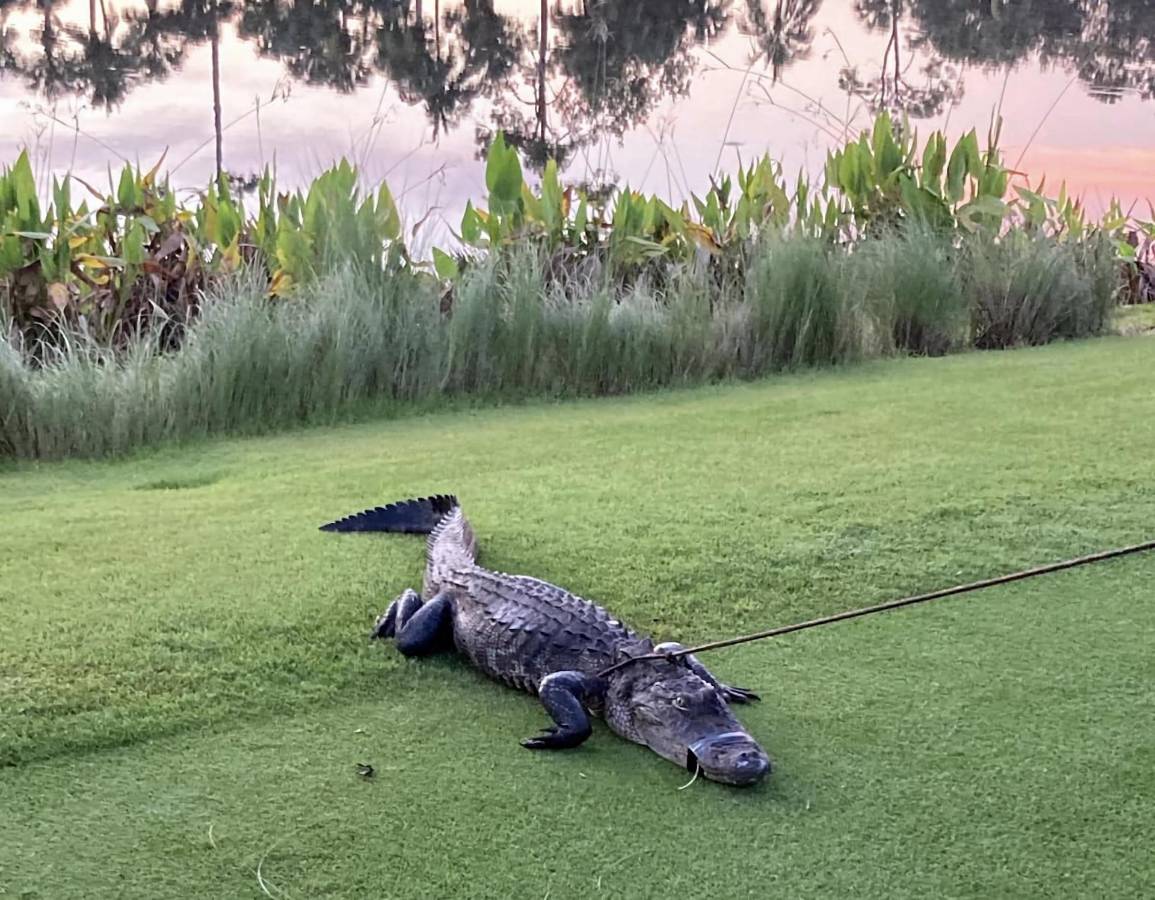 Florida: caimán ataca a anciano que paseaba en campo de golf