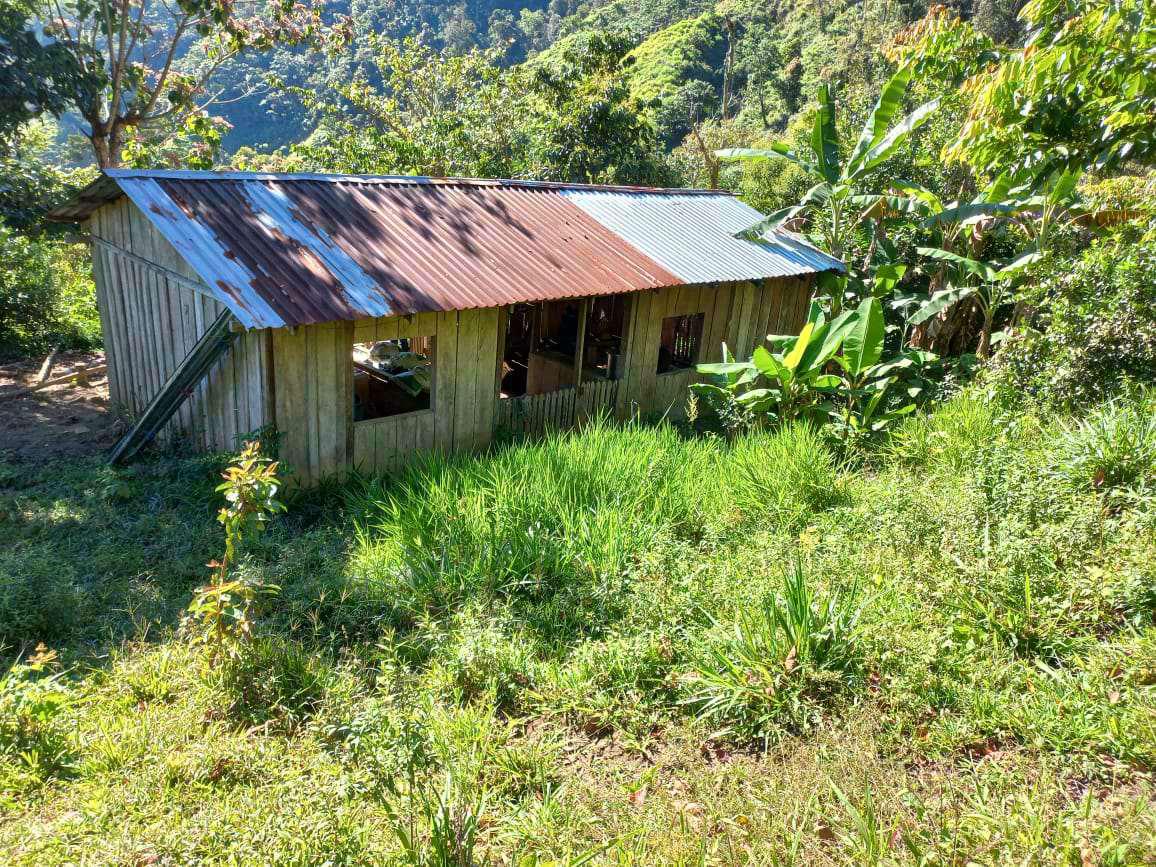 A extraditables les destruyen plantaciones de coca en Colón