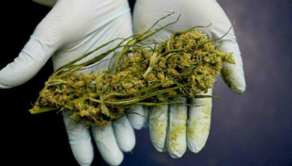 Médicos disienten en el uso de componente de la marihuana en medicina