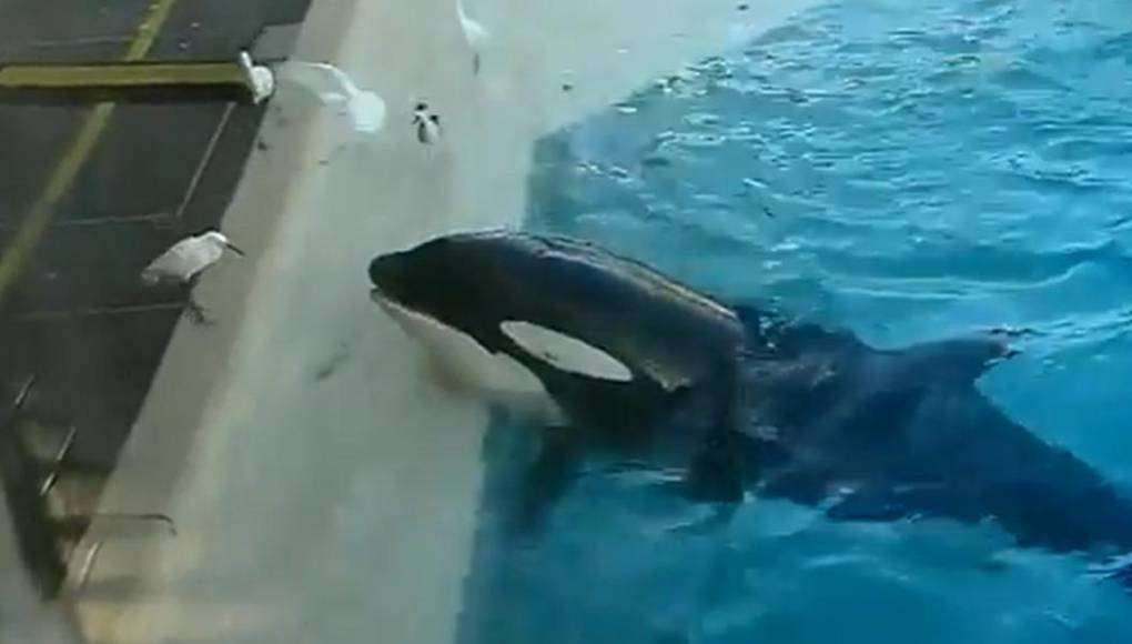 Video viral: la increíble estrategia de una orca para cazar aves