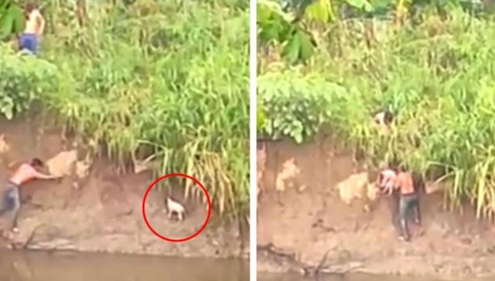 Viral: jóvenes se meten a un río para salvar a perrito de ser devorado por un cocodrilo