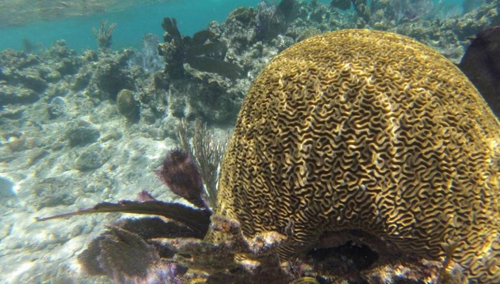 Los arrecifes de coral del Caribe llevan calentándose al menos un siglo