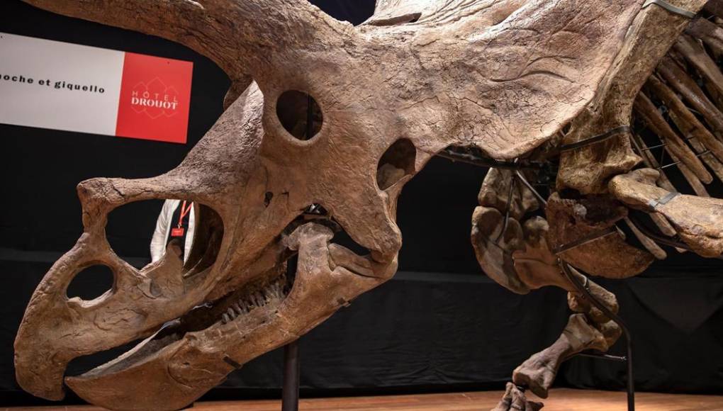 Subastan el esqueleto de un gran triceratops por millones de euros