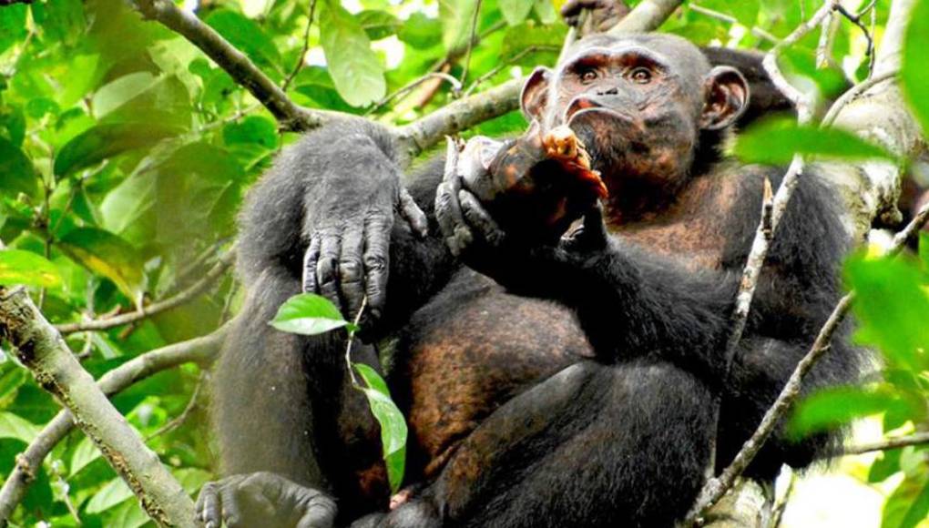 Foto impactante: confirman casos de lepra en chimpancés salvajes