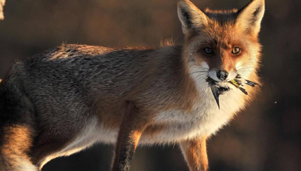 Un zorro salvaje mata a 25 flamencos y un pato en el Zoo de Washington