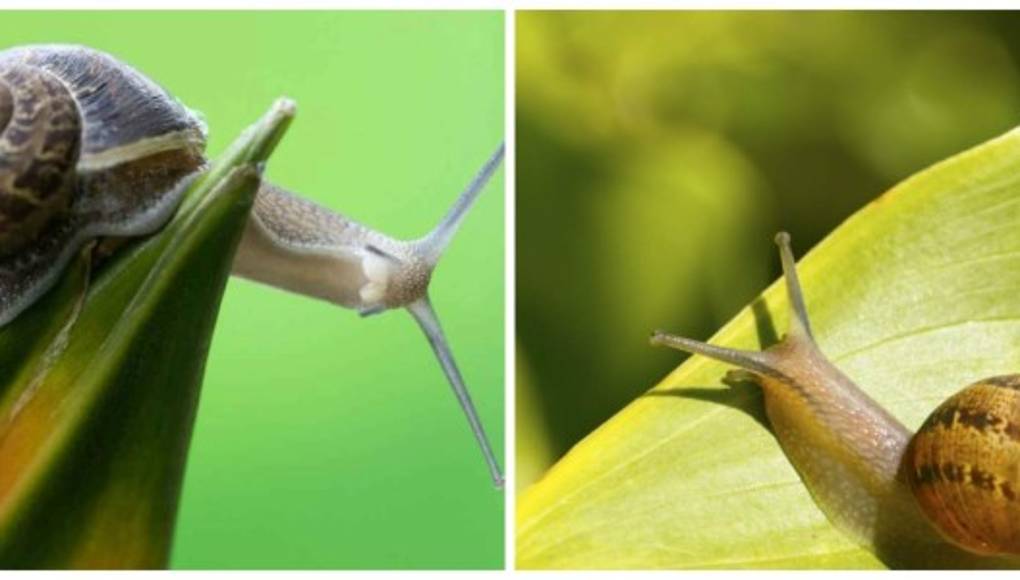 ¿Para qué sirve la baba de caracol?