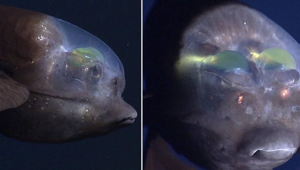 Viral: científicos graban un extraño pez con cabeza transparente y ojos verdes