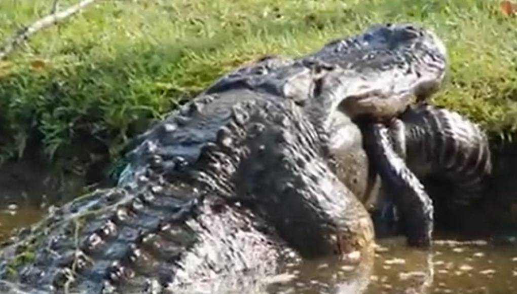 Video viral: gigantesco aligátor depredador se come a otro de su especie