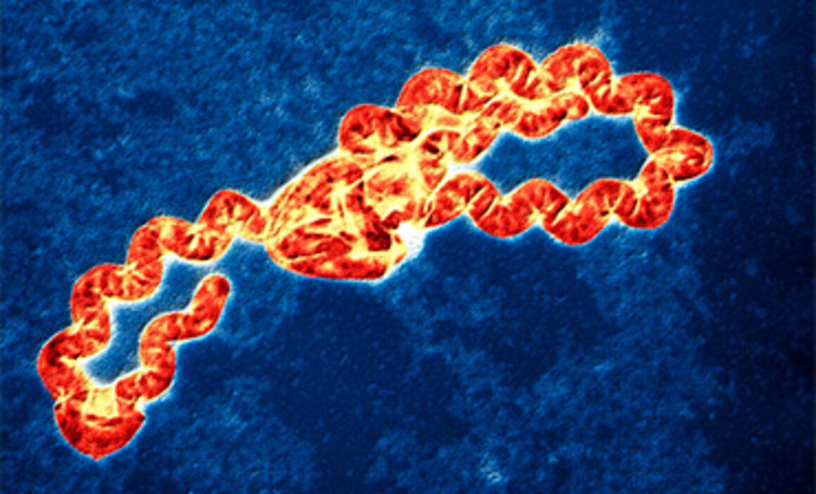 Alerta epidemiológica por casos de leptospirosis en Honduras