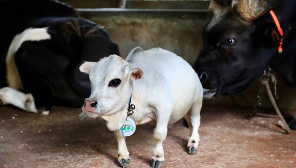 Rani, la vaca más pequeña del mundo, reconocida en el récord Guinness a título póstumo