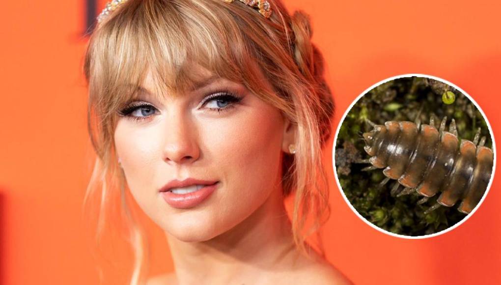 Científicos dan el nombre de Taylor Swift a una nueva especie de ciempiés