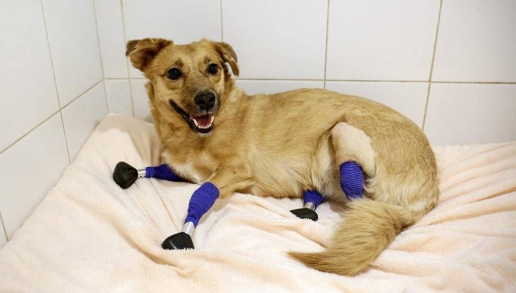 La hermosa historia de Monika, la perrita que vuelve a caminar tras ponerle cuatro prótesis