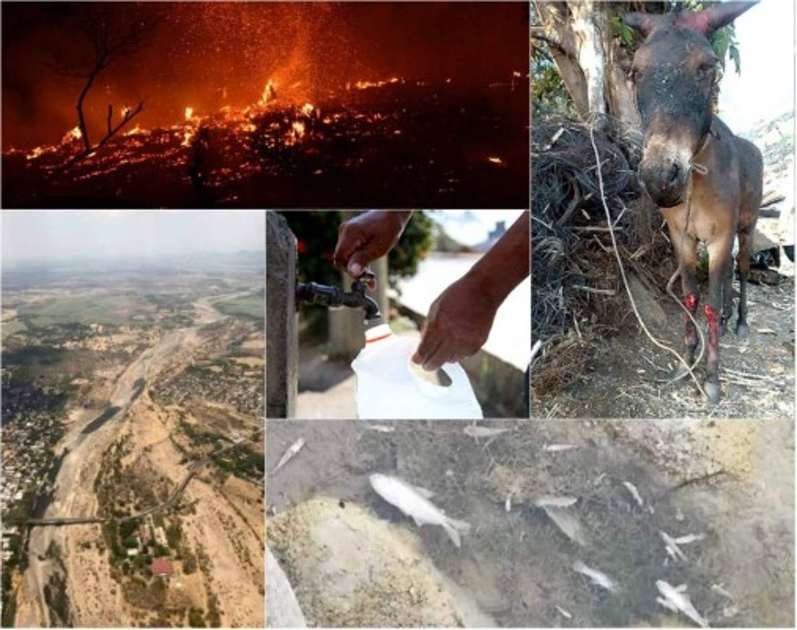 Sequía, incendios y animales muertos; el cambio climático y la mano del hombre están provocando daños a la naturaleza hondureña, muchos de estos son irreversibles.