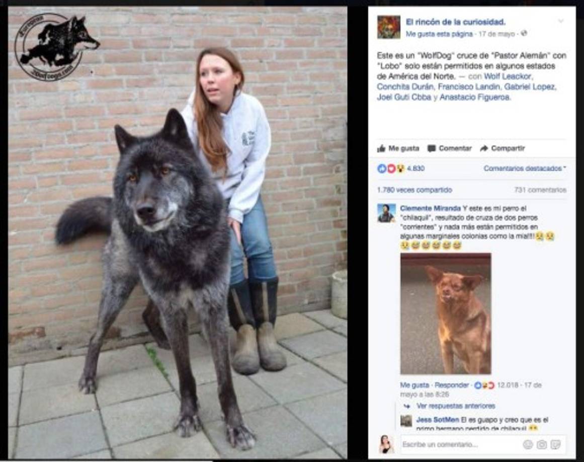 Este perro de aspecto chistoso se convirtió en una estrella gracias a un comentario hecho al azar.