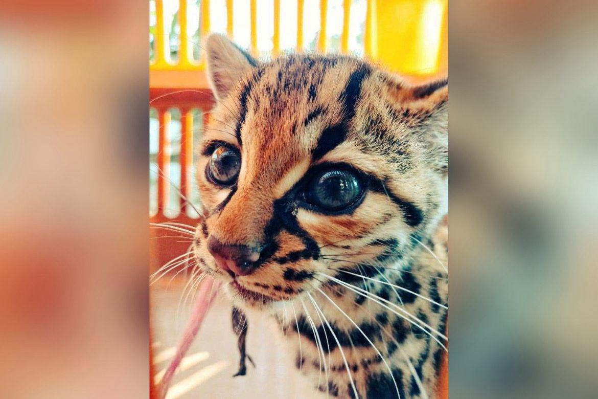 ICF rescata a tierno tigrillo que estaba en cautiverio en Yoro