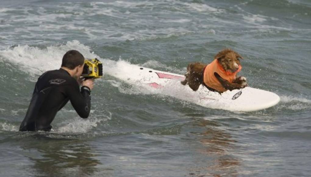 Perros surfistas invaden las playas