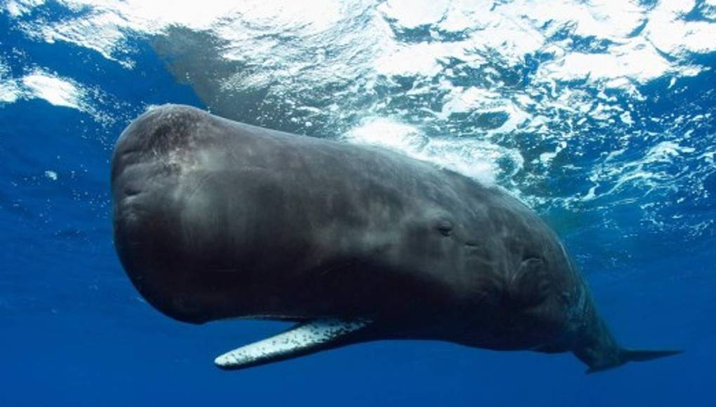 El cachalote, rey del océano